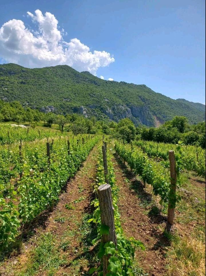 Property for sale in Danilovgrad, with a vineyard.